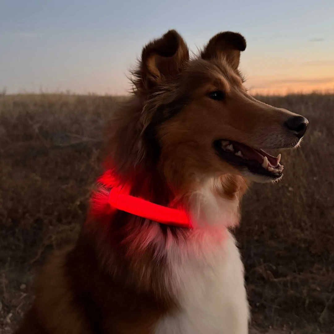 USB Rechargeable LED Light-Up Dog Collar